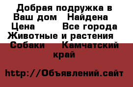 Добрая подружка,в Ваш дом!!!Найдена › Цена ­ 10 - Все города Животные и растения » Собаки   . Камчатский край